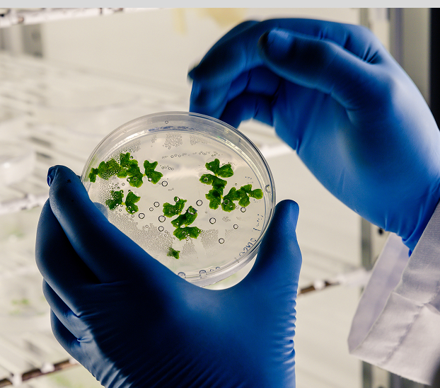 Abonos orgánicos líquidos (bioles, purines y otros)