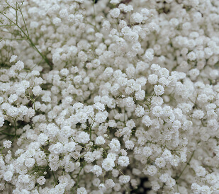 gypsophila
