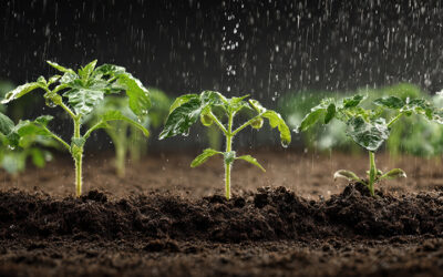 Muestreo del agua de riego